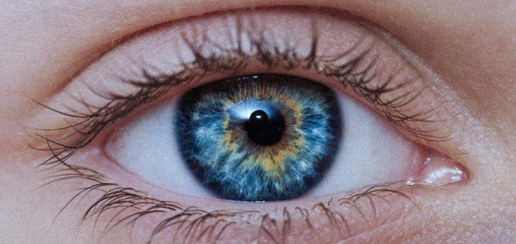 Rhodopsin: its role in night vision